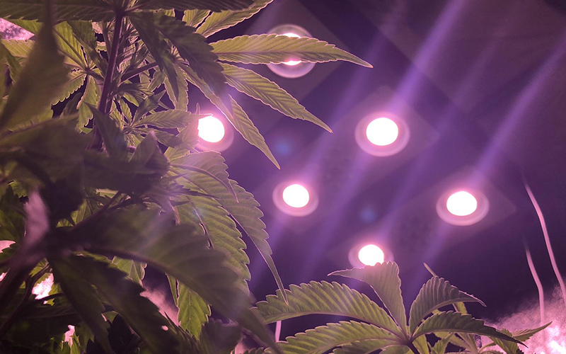 How to Choose the Best LED Grow Lights for Commercial Cannabis Growers?