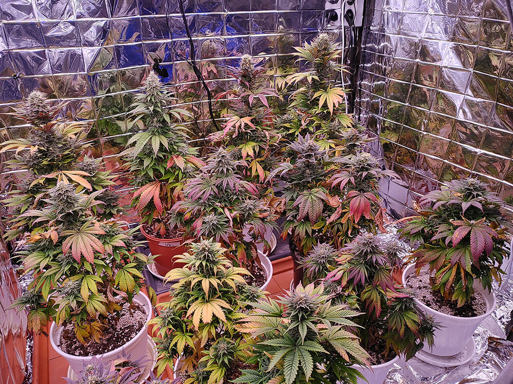 Advantage of LED Grow Light for Cannabis Cultivation