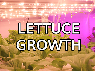 How to grow lettuce indoors?