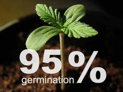 How to get your cannabis seeds germinating quickly with a 95% success rate !