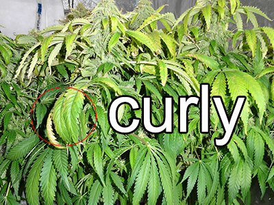 Why are Your Cannabis Leaves Curling? Find Causes and Solutions!