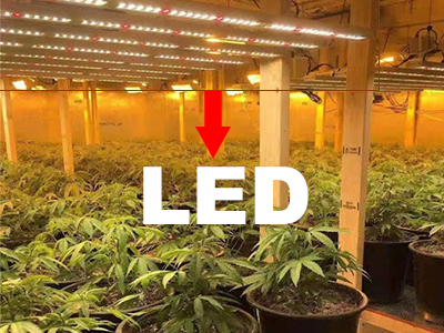 How to Choose LED Lights for Cannabis Cultivation