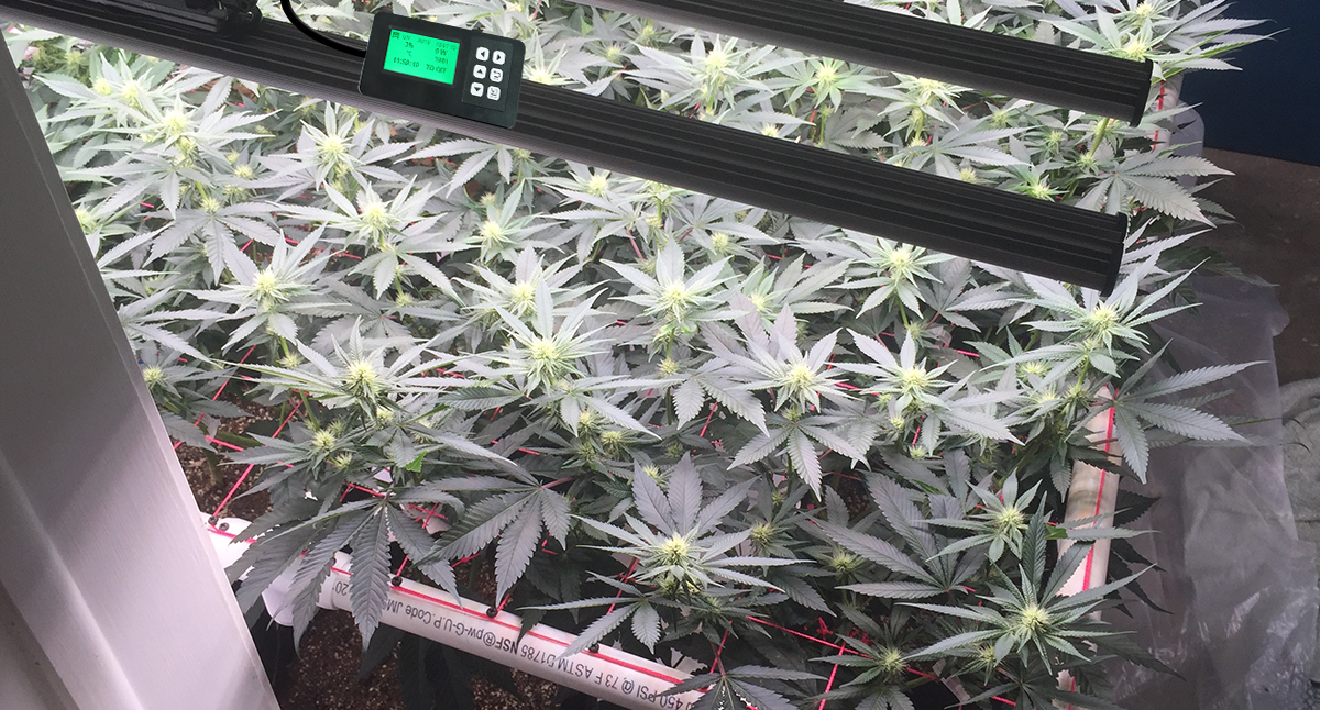 Controller combined with light fixtures used in cannabis cultivation.jpg