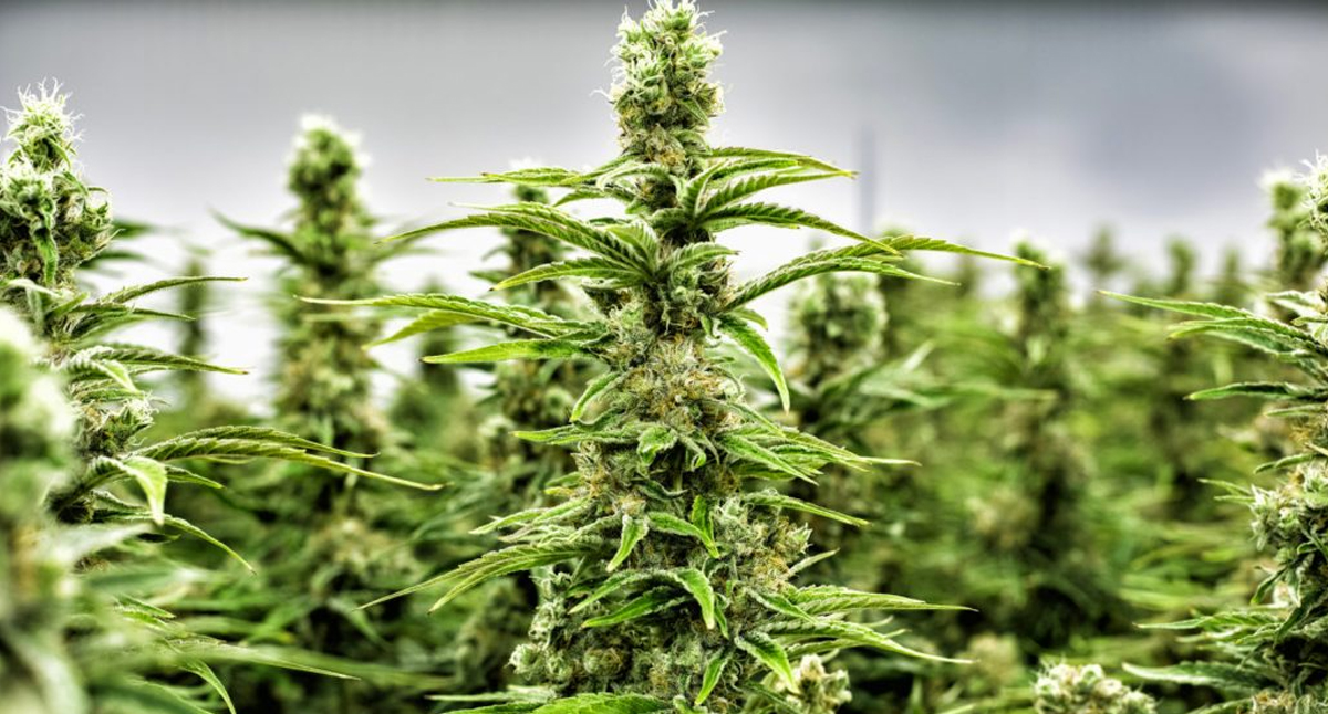 Cannabis-cultivation.jpg