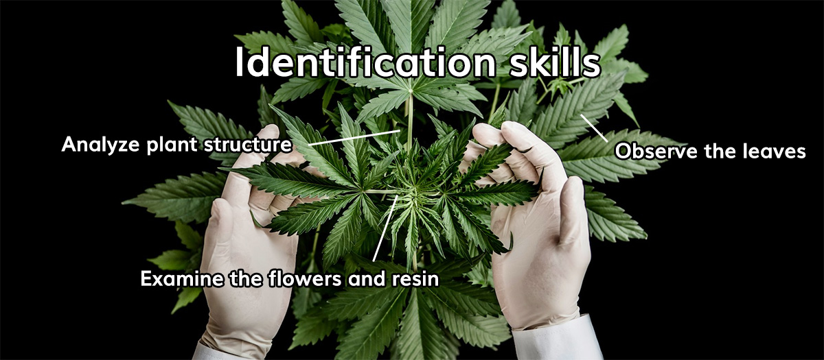 Identification skills