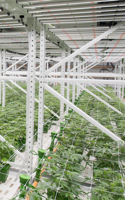 Cannabis Cultivation