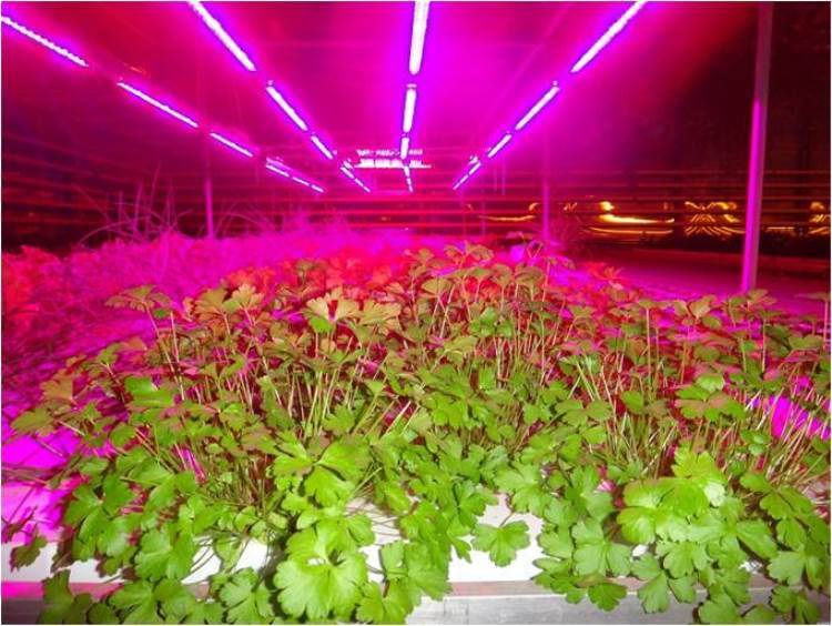 Best LED Grow Lights Buying Guide