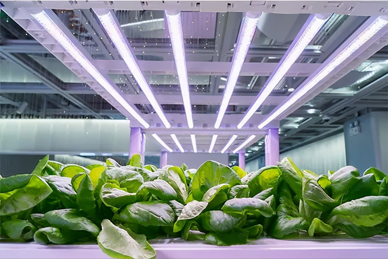 A Comprehensive Guide to Using Greenhouse Grow Lights
