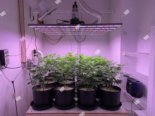 The LED lighting effects on plant growth