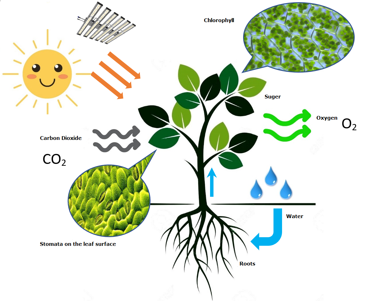 LED light as well as different wavelengths affect in plant growth