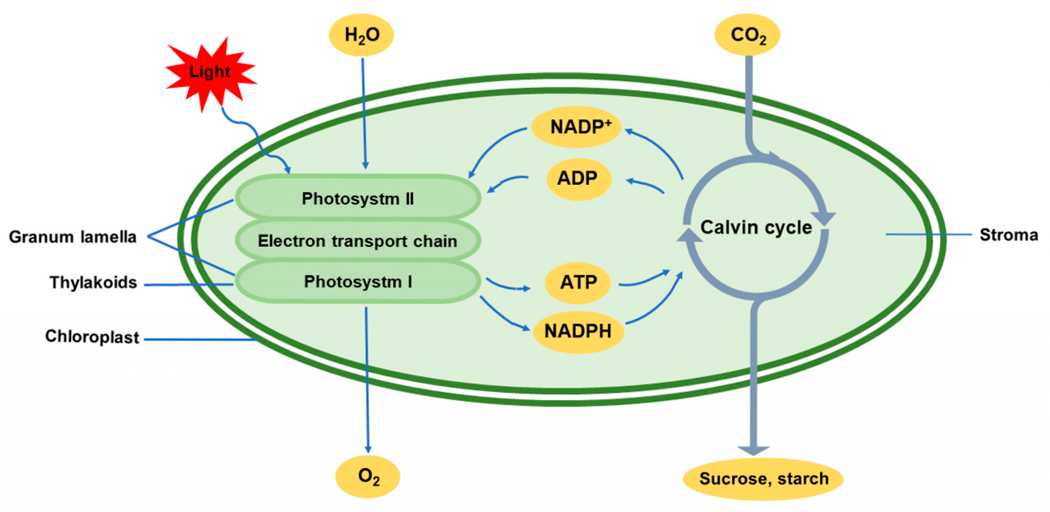 Recent progress in photosynthesis research
