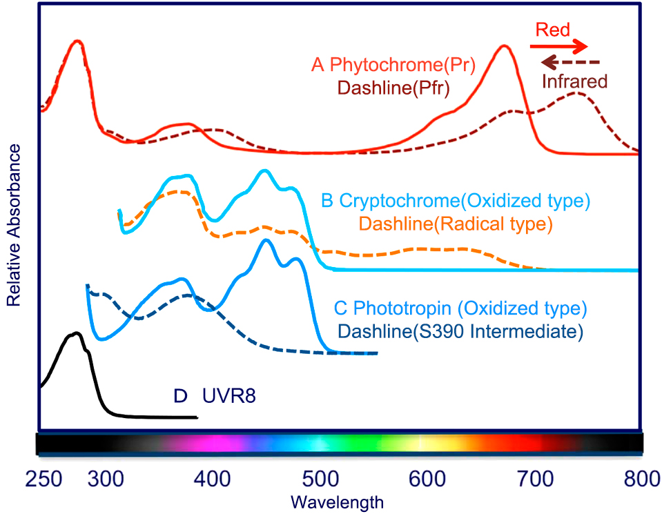 Photoreceptors in plants from ultraviolet light to far-red light