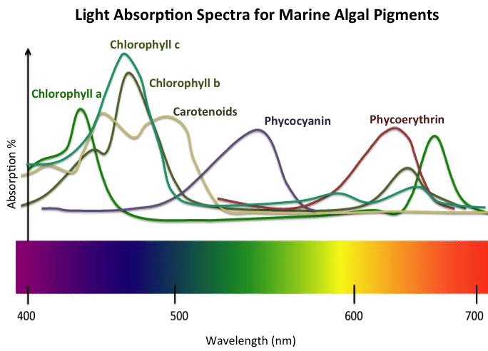 How does the light spectrum variation affect the plant growth in tissue culture, seedling, vegetative and flowering?