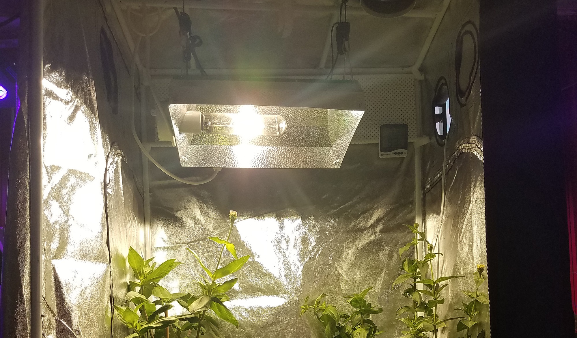 Indoor Grow lights: HPS vs CFL vs LED