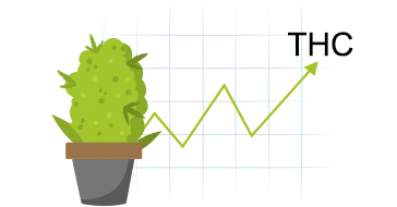 How to Increase the THC Content of Marijuana