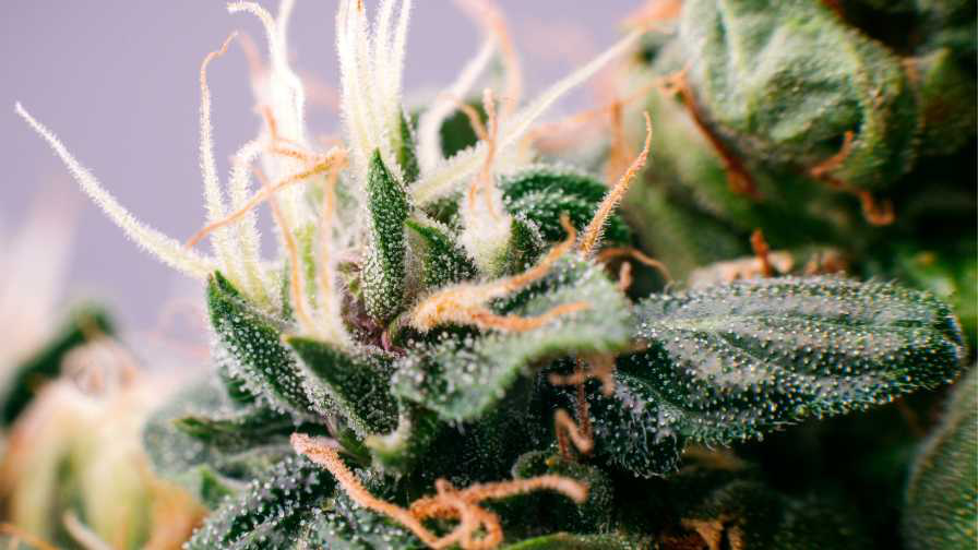 How to Increase the amount of Terpenes in Marijuana?