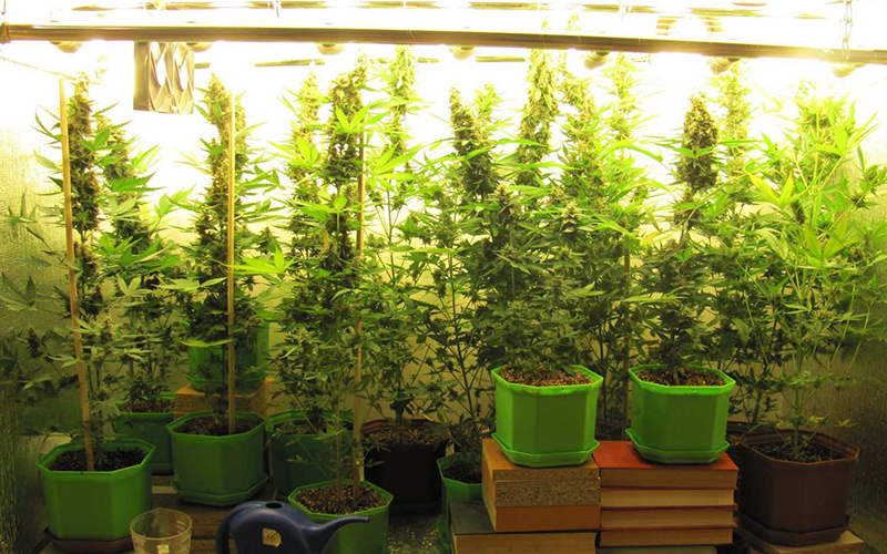 3 Ways to Grow Marijuana at Home with Grow Lights for Indoor Marijuana
