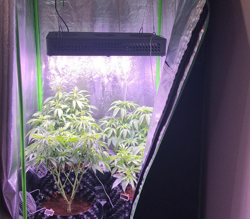 What kind of grow lights do you need for a grow tent?