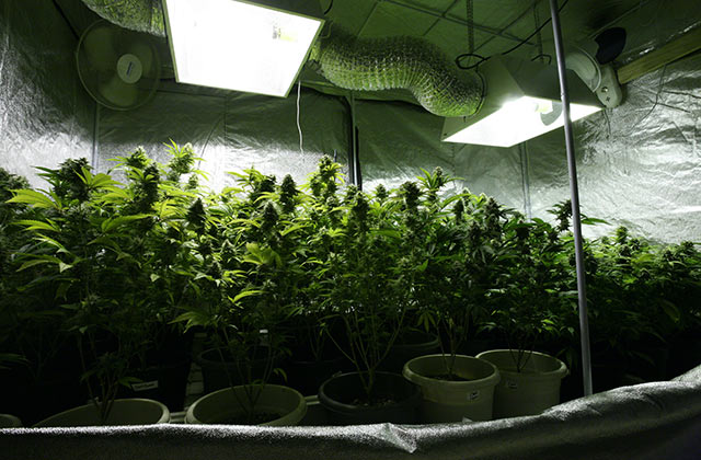 How to Grow Marijuana Indoors with Plant Grow Light