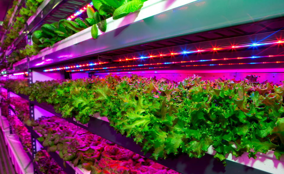 The Types of LED Lights that Inspire Vertical Gardeners