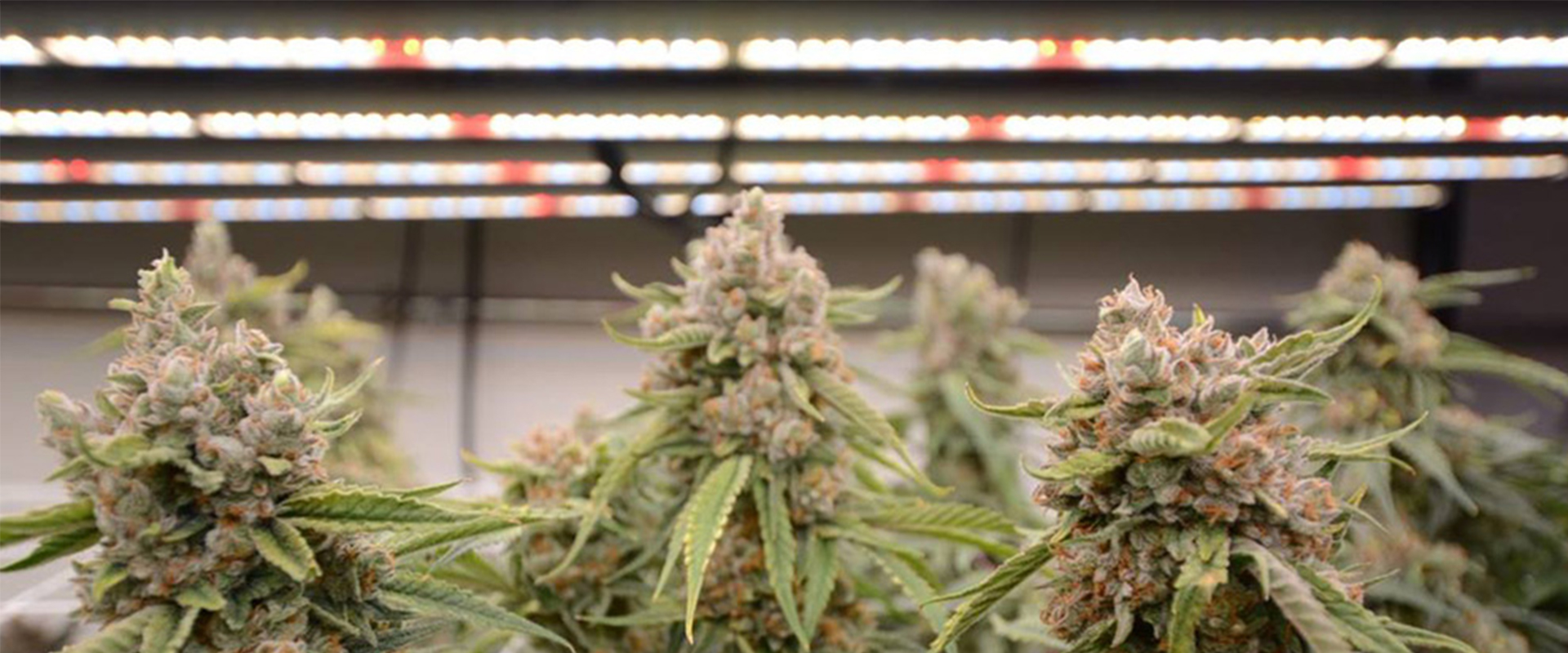 Cannabis Led Grow Light