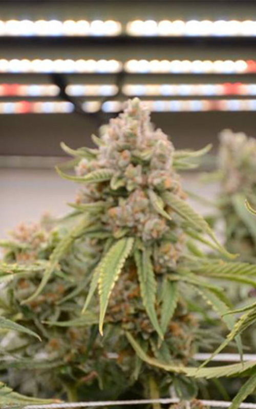 Cannabis Led Grow Light