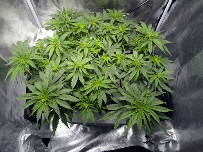 Secrets to Boost Your Indoor Growing Cannabis Yield Before Flowering
