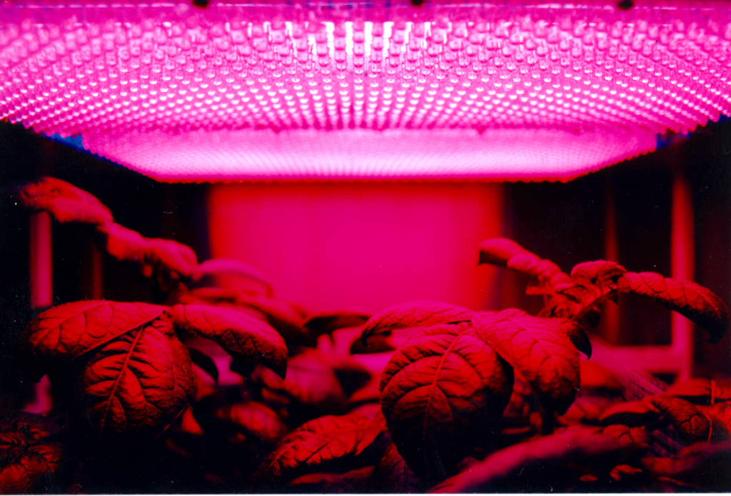 The Application of LED Artificial Lighting in Plant Lighting