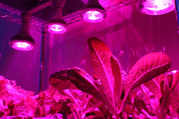 Plant Lighting Break Down-Myth about LED Grow Lights