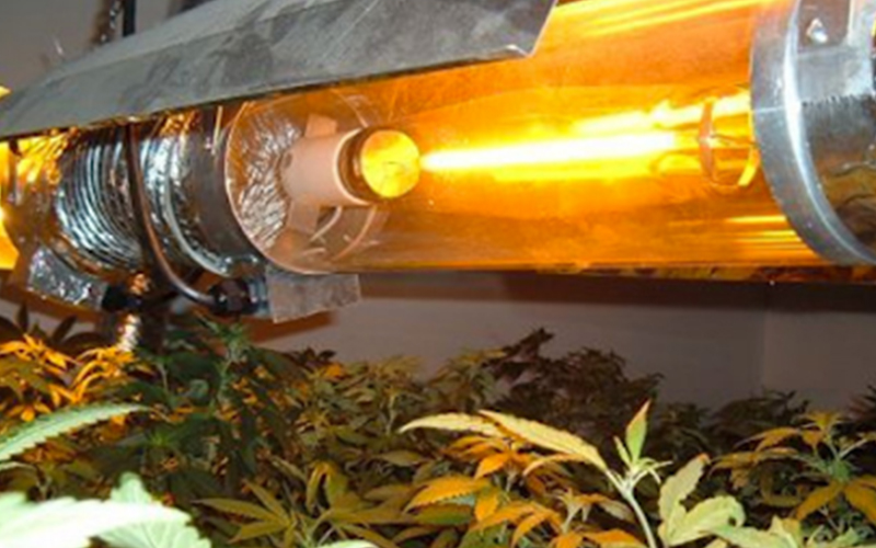 How To Choose LED Grow Lights For Cannabis Growing