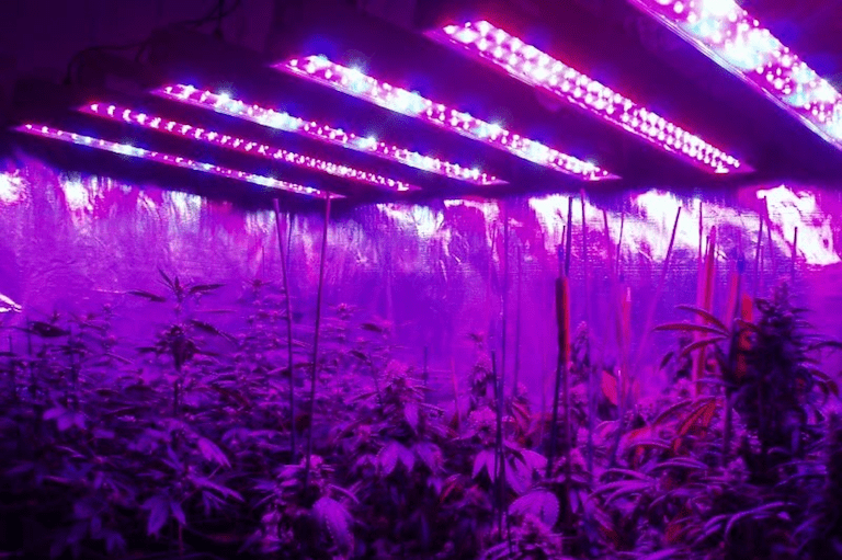 How to choose LED/LED lights for indoor plant growth?