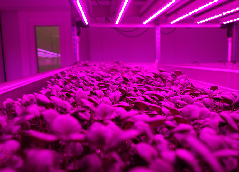 LED can Help Plants Grow Better