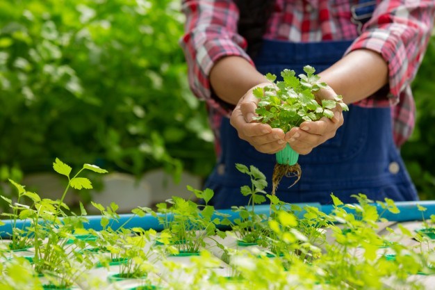 How to Create Planting Conditions Indoors?