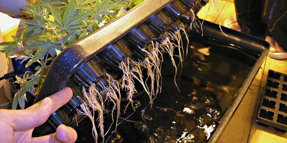 Growing Cannabis in Hydroponics - 5 Tips