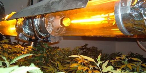 What Type of Lighting Should Be Used for Indoor Cultivation of Marijuana?