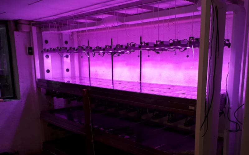 Things to consider for Indoor Hydroponic Planting