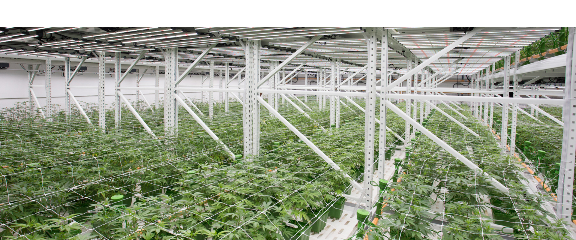 Cannabis Cultivation