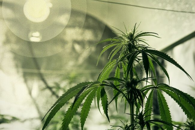 How to calculate the light required for cannabis