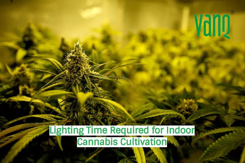 Lighting Time Required for Indoor Cannabis Cultivation