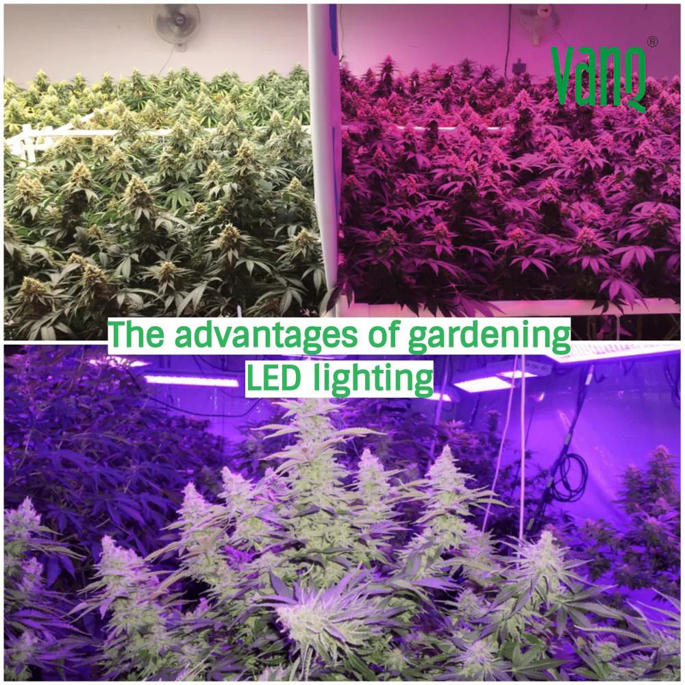 The Advantages of Gardening LED Lighting