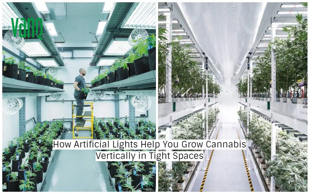 How Artificial Lights Help You Grow Cannabis Vertically in Tight Spaces