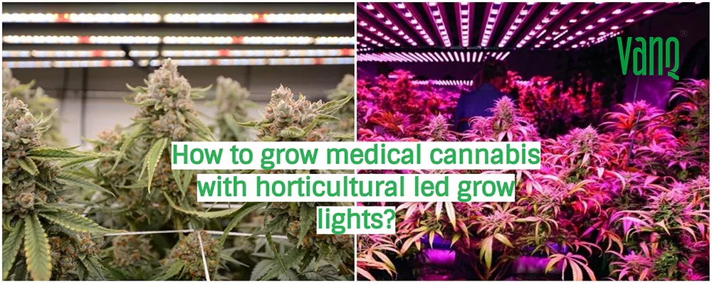How to grow medical cannabis with horticultural led grow lights?
