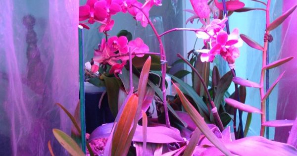 How to choose the location of indoor orchid planting and indoor lighting?