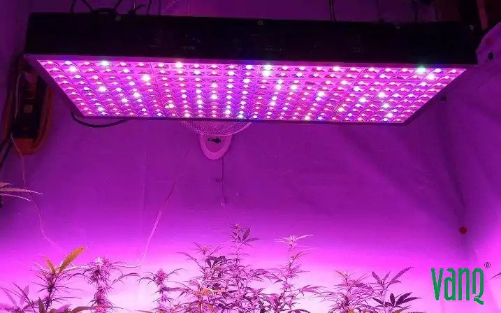 Is there Full spectrum Cannabis LED grow lights?