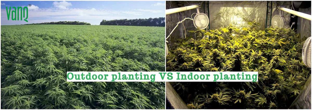 Should I choose outdoor or indoor for growing cannabis?