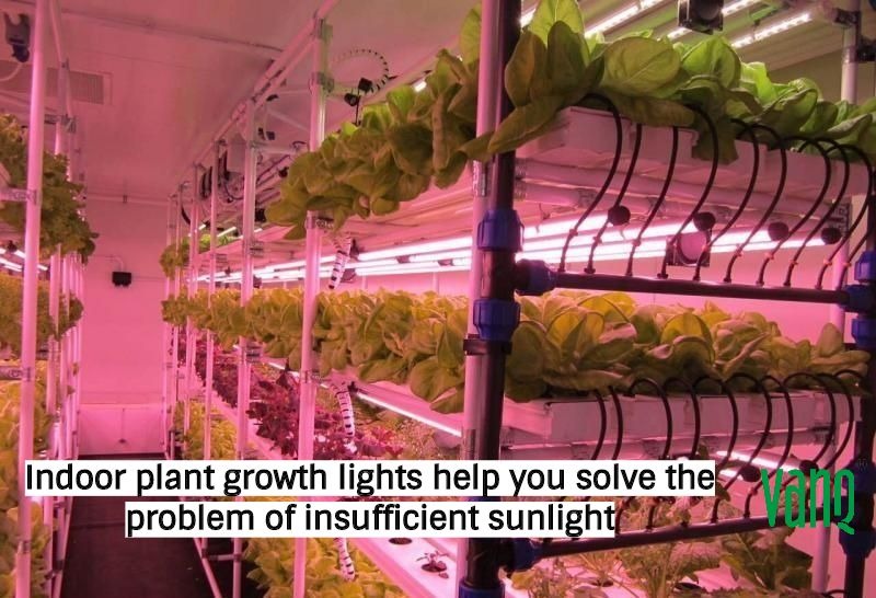 Indoor plant growth lights help you solve the problem of insufficient sunlight