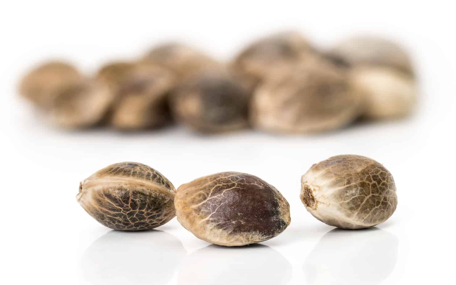 How to make your hemp seeds germinate quickly