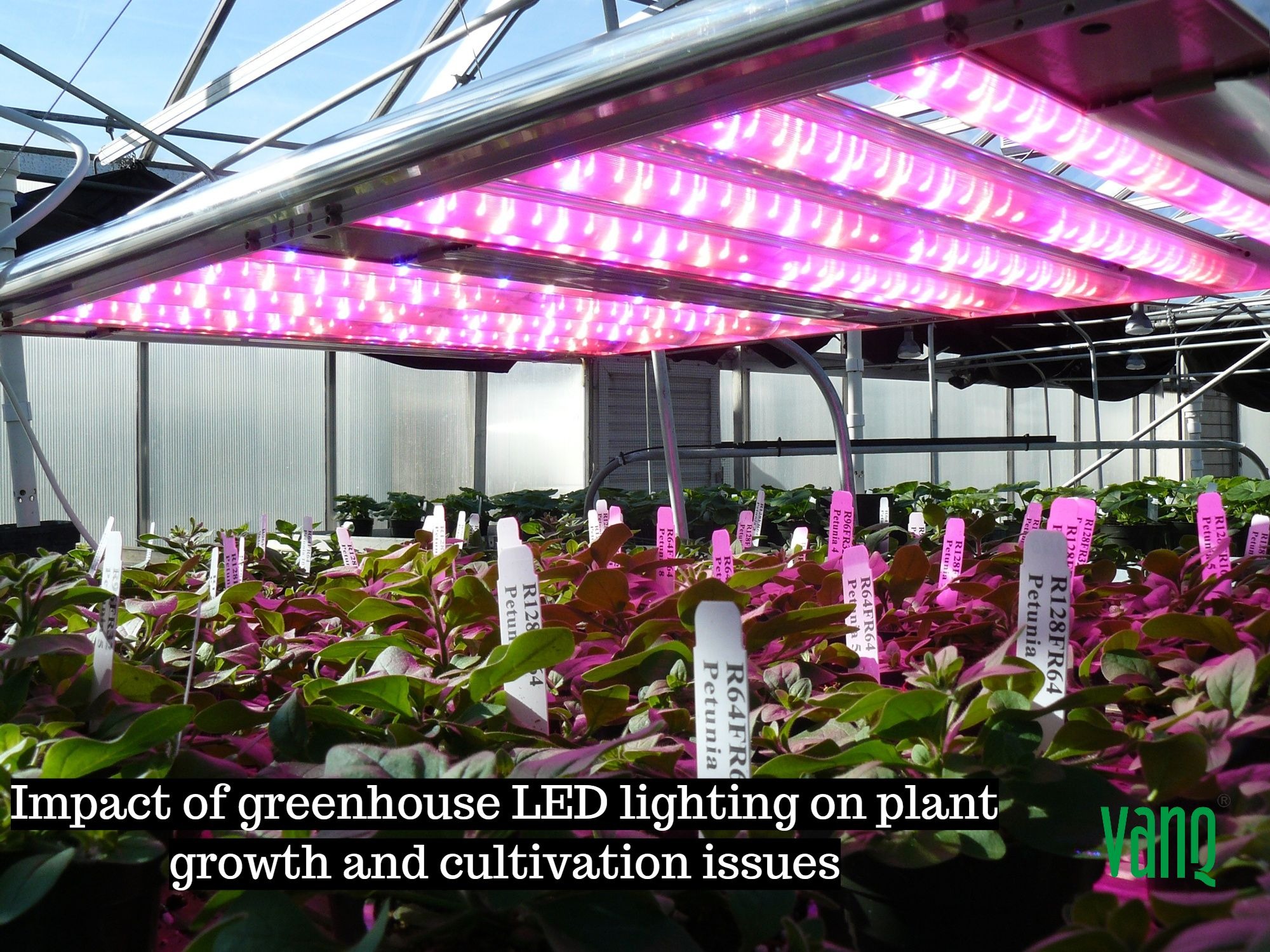 Impact of greenhouse LED lighting on plant growth and cultivation issues
