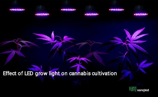 Effect of LED grow lights on cannabis cultivation