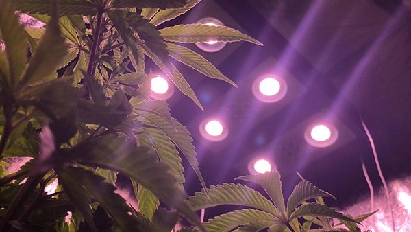 Is COB LED Grow Light Good For Your Indoor Plants